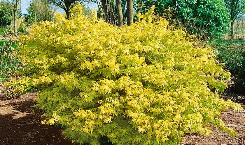 Acer palmatum 'Kishuzan'