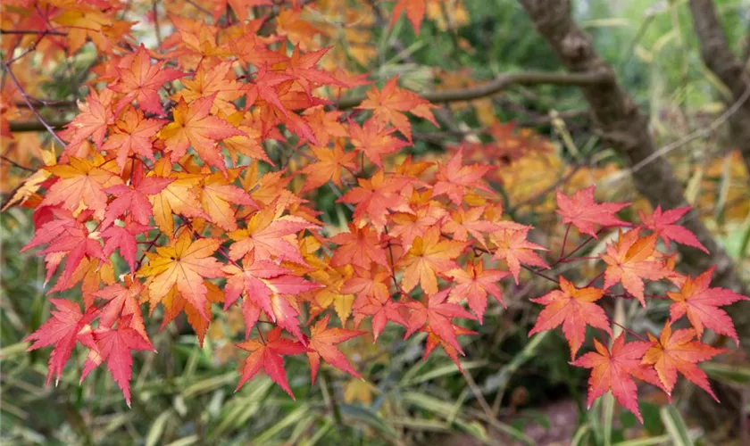 Acer palmatum 'Red Wine'