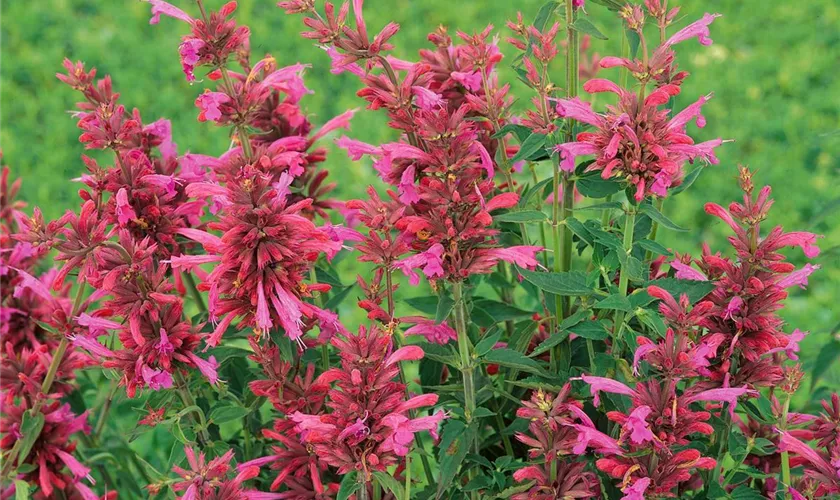 Agastache aurantiaca 'Raspberry Nectar'