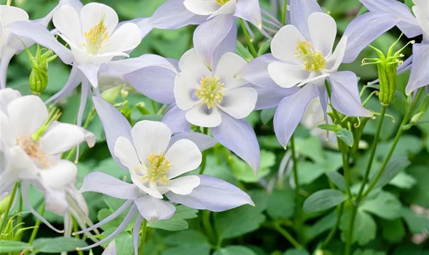 Aquilegia caerulea 'Origami White'