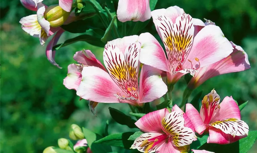 Alstroemeria 'Monica'