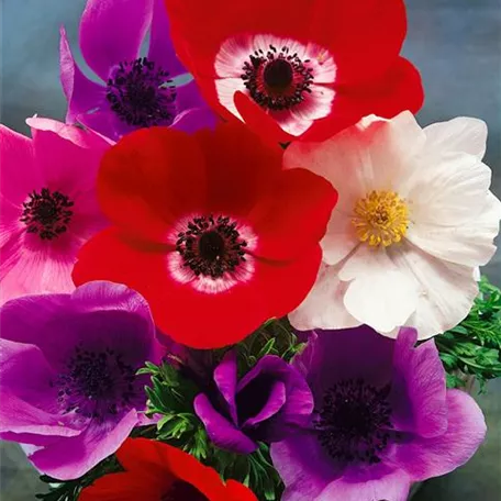 Anemone coronaria 'Mona Lisa™ Deep Pink'