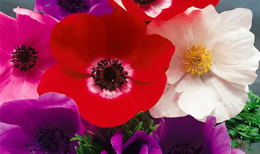 Kronenanemone 'Mona Lisa™ Deep Pink'