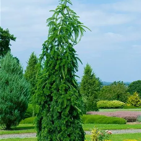 Hänge-Weißtanne 'Pendula'