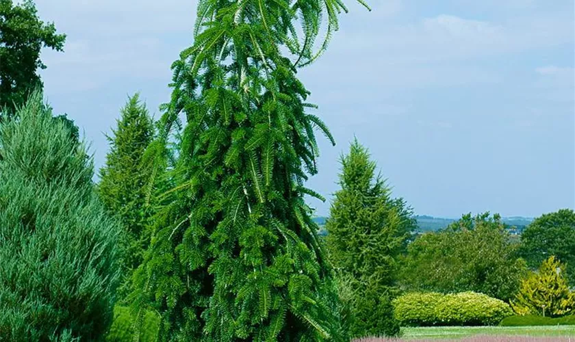 Abies alba 'Pendula'