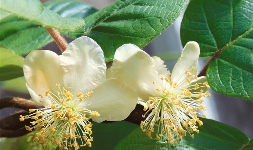 Actinidia chinensis 'Tomuri'