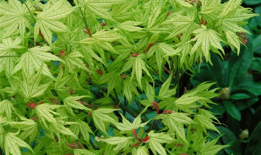 Acer palmatum 'Reticulatum', Stamm