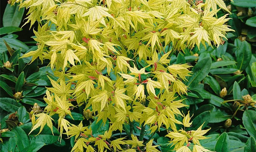 Acer palmatum 'Shigi No Hoshi'