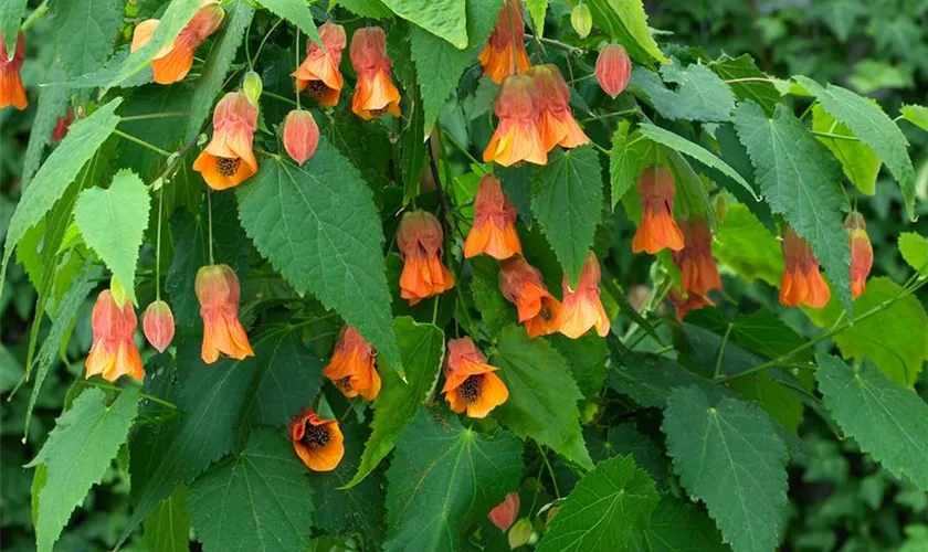 Abutilon megapotamicum 'Patrick Synge'