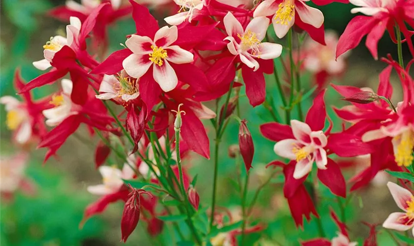 Aquilegia caerulea 'Red Hobbit'