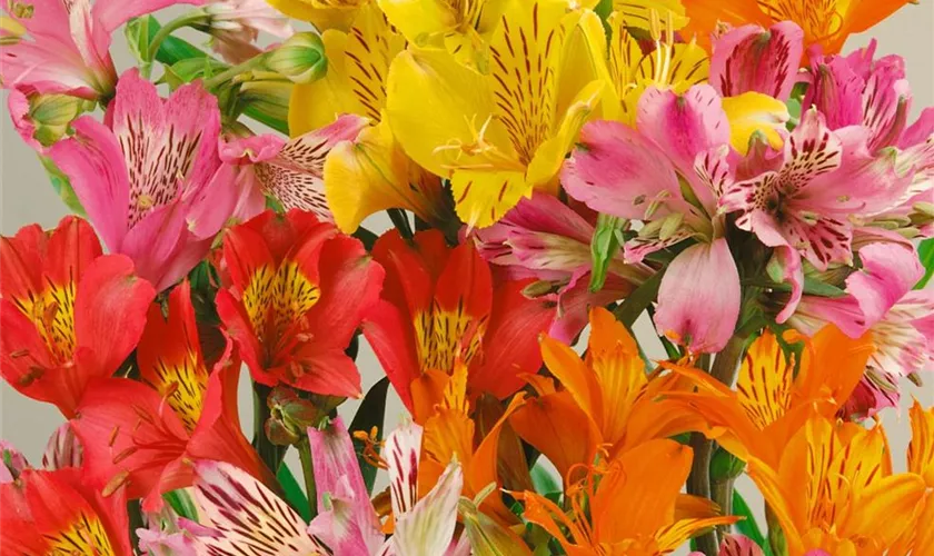 Alstroemeria 'Princess Lilies'