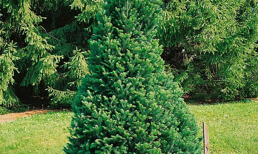 Abies alba 'Pyramidalis'