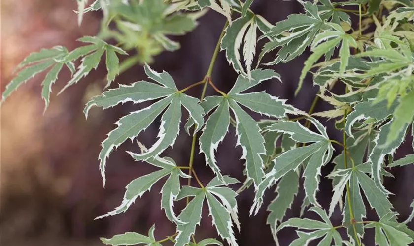 Acer palmatum 'Roseo Marginatum'