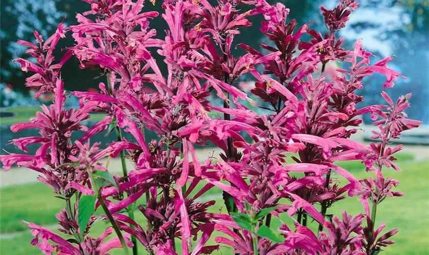 Agastache barberi 'Tangerine Dream'