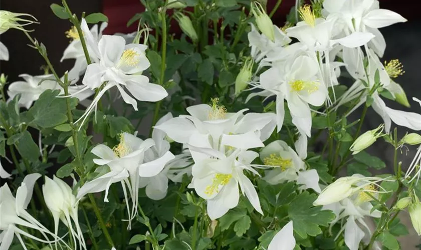 Aquilegia caerulea 'Snow Queen'