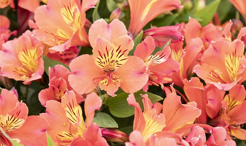 Alstroemeria 'Summer Paradise'