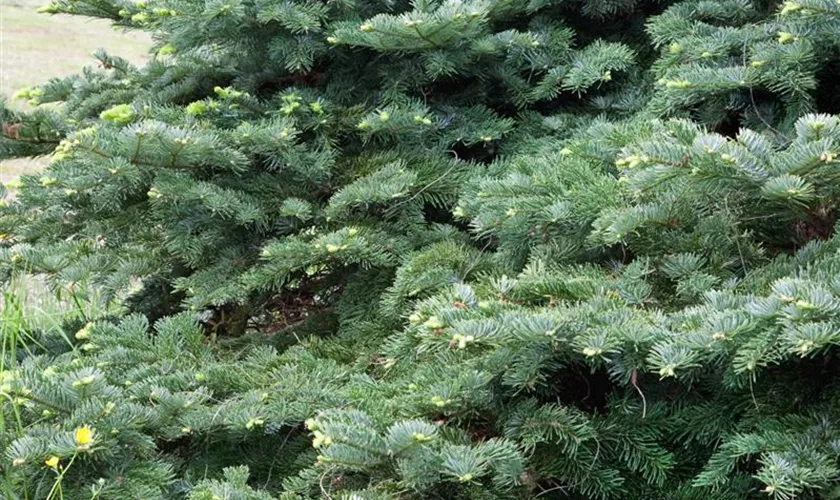 Abies amabilis 'Spreading Star'