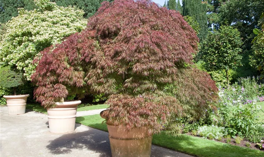 Acer palmatum 'Rubrum'