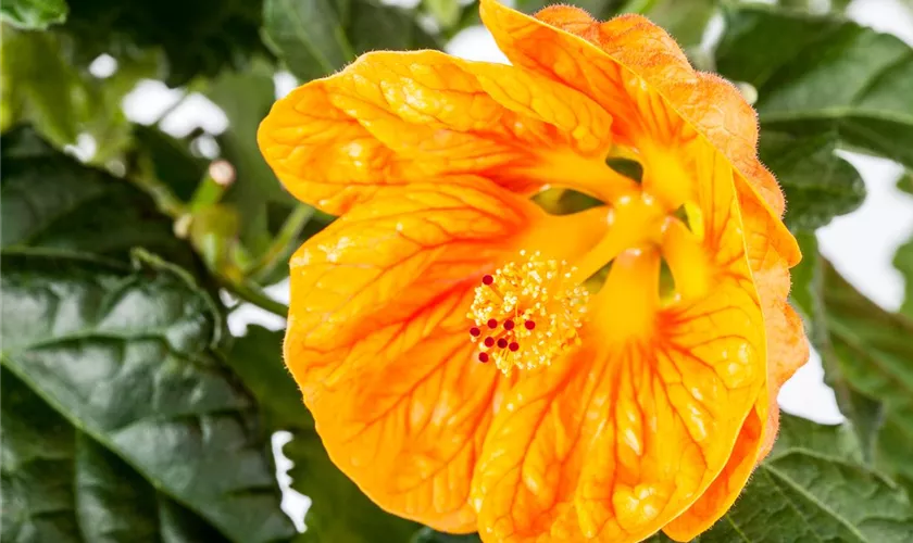 Abutilon 'Orange Glow'