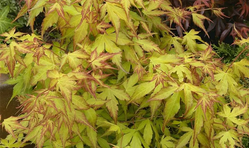 Acer palmatum 'Misty Moon'