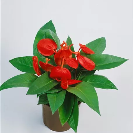 Anthurium x andreanum 'Altimo'