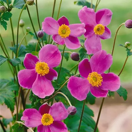 Herbst-Anemone 'Bowles Pink'