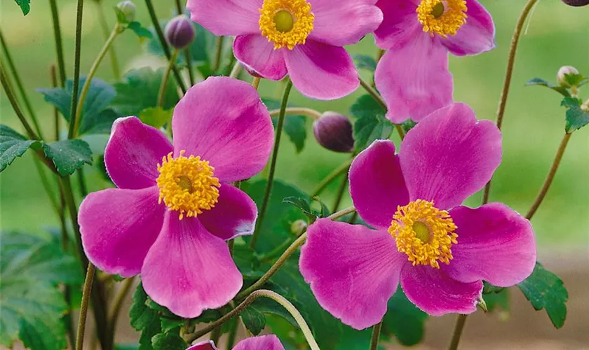 Anemone hupehensis 'Bowles Pink'