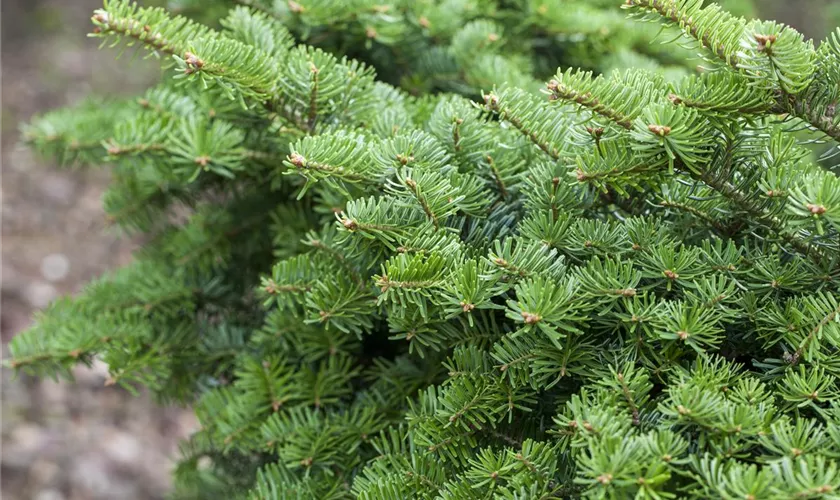 Abies balsamea