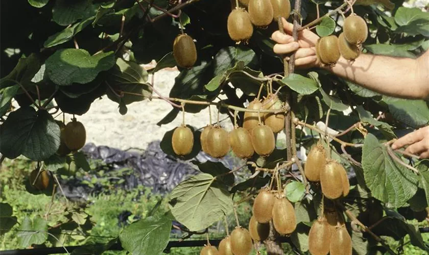 Actinidia chinensis 'Hayward'