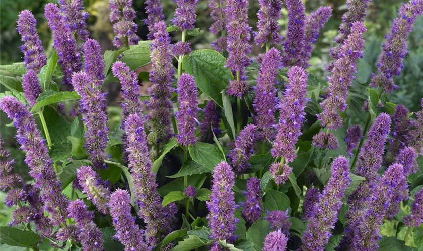 Agastache mexicana 'Mauve Beauty'