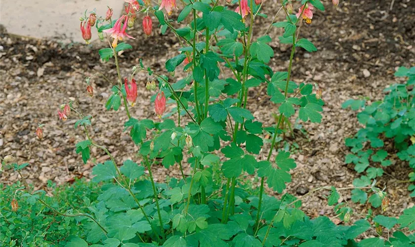 Aquilegia canadensis