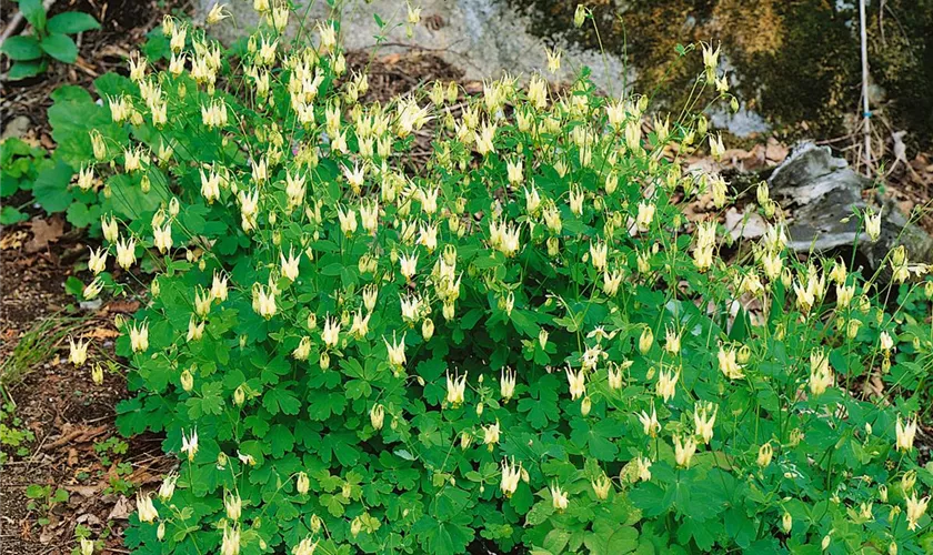 Aquilegia canadensis 'Corbett'