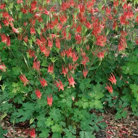 Garten-Akelei 'Little Lanterns'