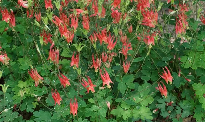 Aquilegia canadensis 'Little Lanterns'