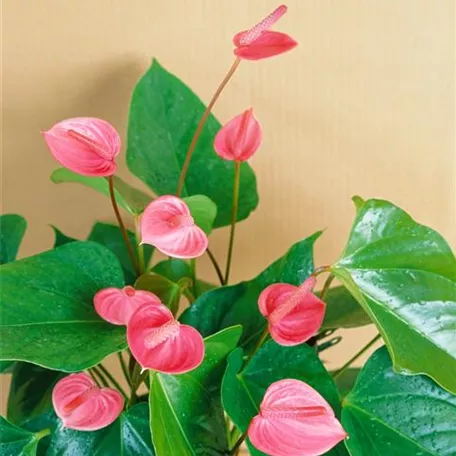 Anthurium x andreanum 'Anquila'®