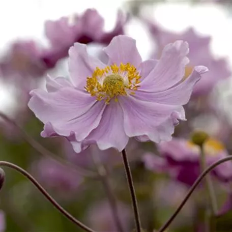 Anemone 'Fantasy'®