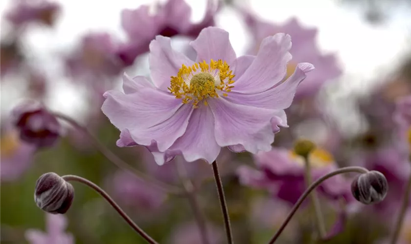 Anemone hupehensis 'Fantasy'®