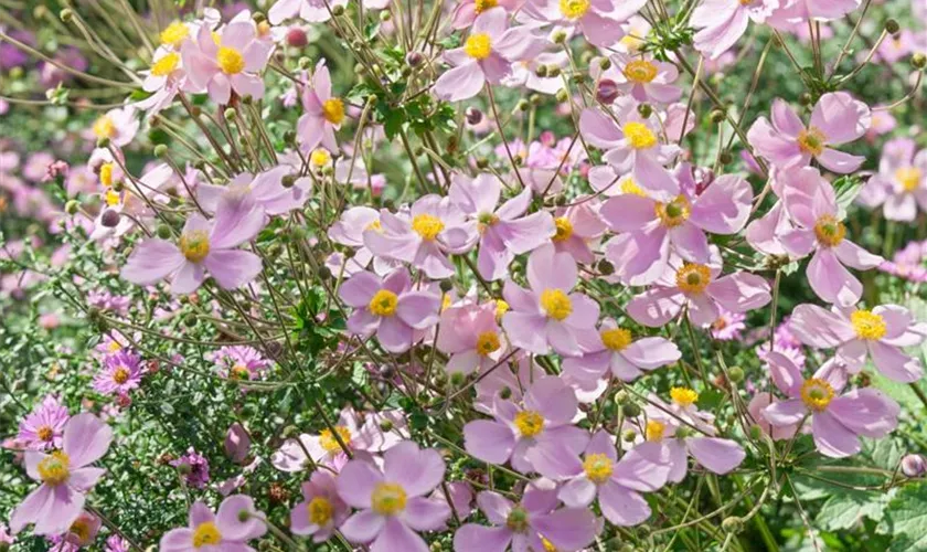 Garten-Herbst-Anemone 'Ruffled Swan'