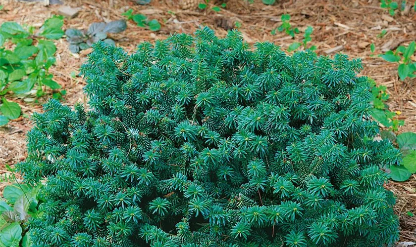 Abies balsamea 'Hudsonia'