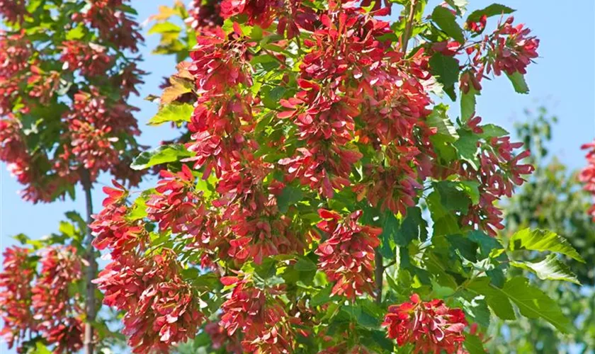 Acer tataricum 'Red Wing'