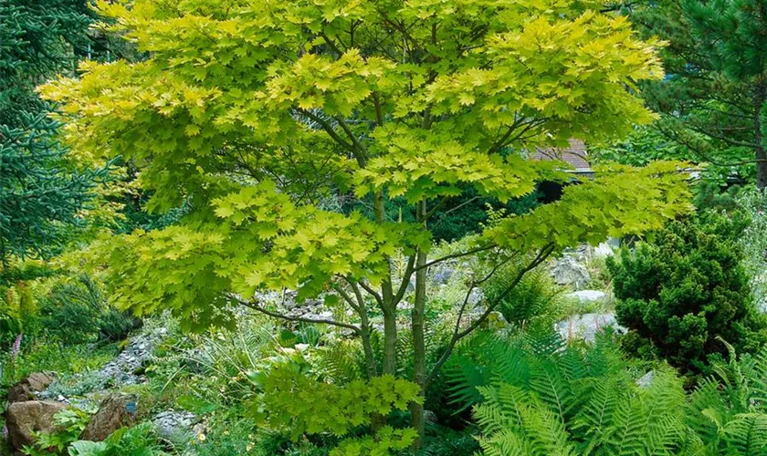 Acer palmatum 'Saotome'