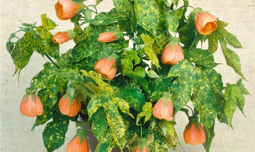 Abutilon venosum 'Orange Vein'