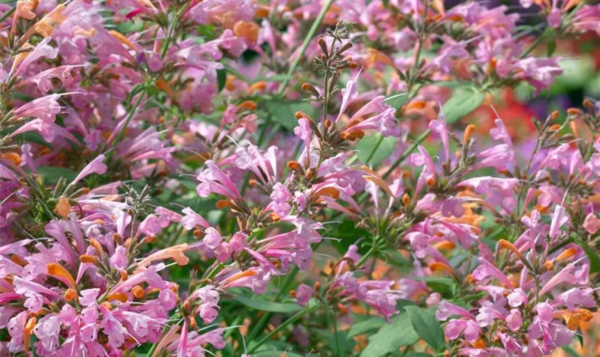 Agastache mexicana 'Cotton Candy'