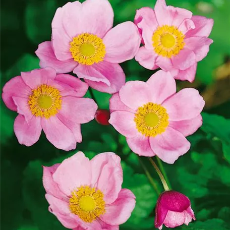 Herbst-Anemone 'Little Princess'®