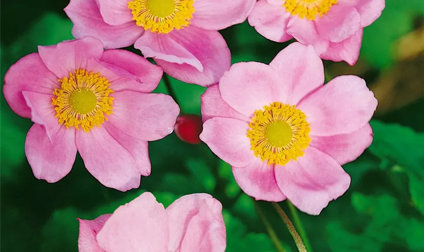 Anemone hupehensis 'Little Princess'®