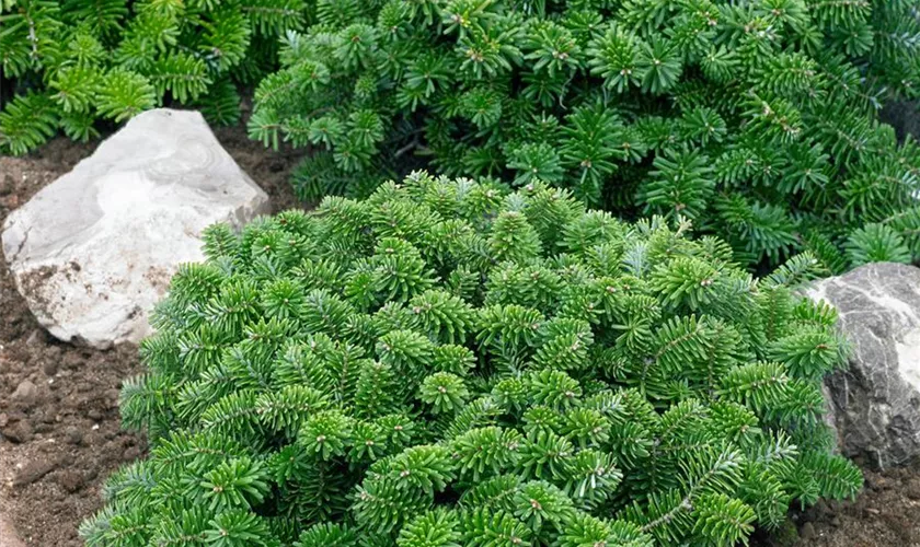 Abies balsamea 'Brillant'