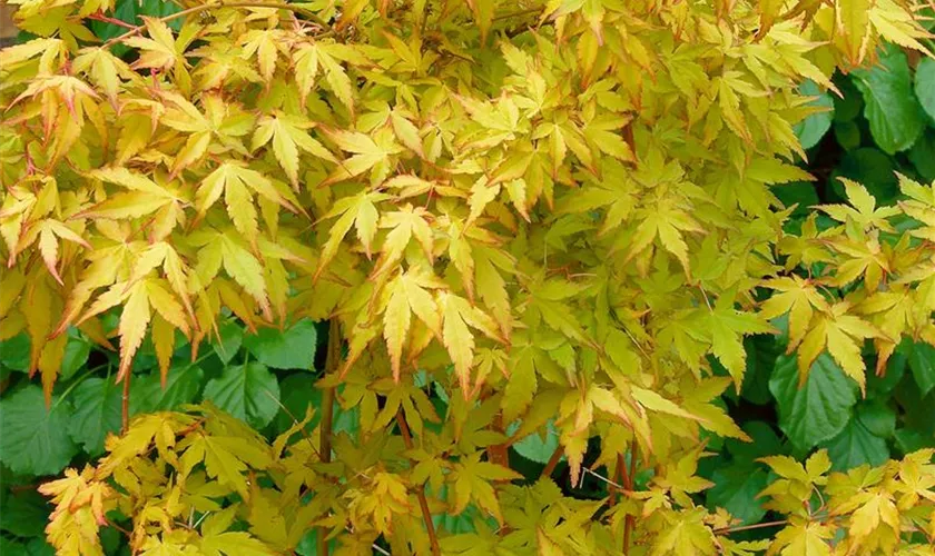 Acer palmatum 'Satsuki Beni'