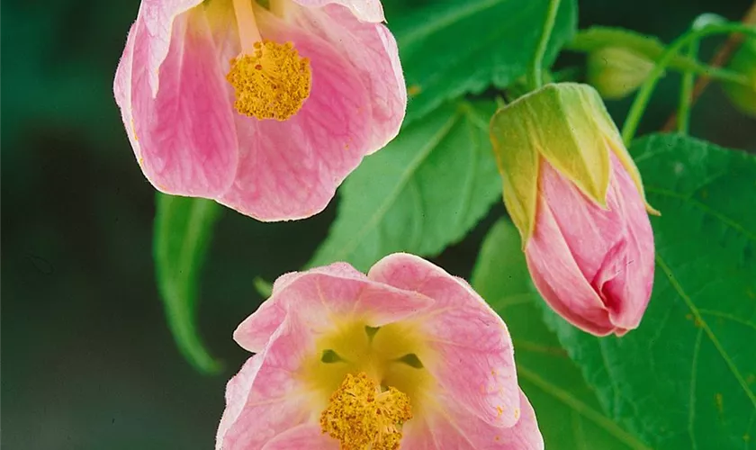 Abutilon 'Rose Glow'