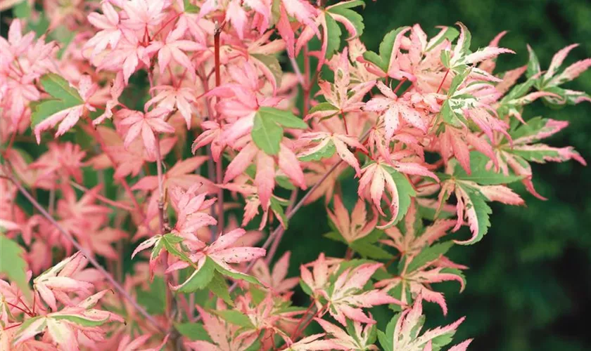 Acer palmatum 'Karasugawa'