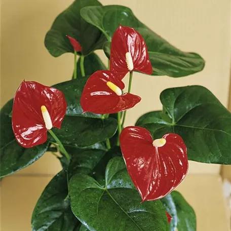 Anthurium x andreanum 'Avento'®